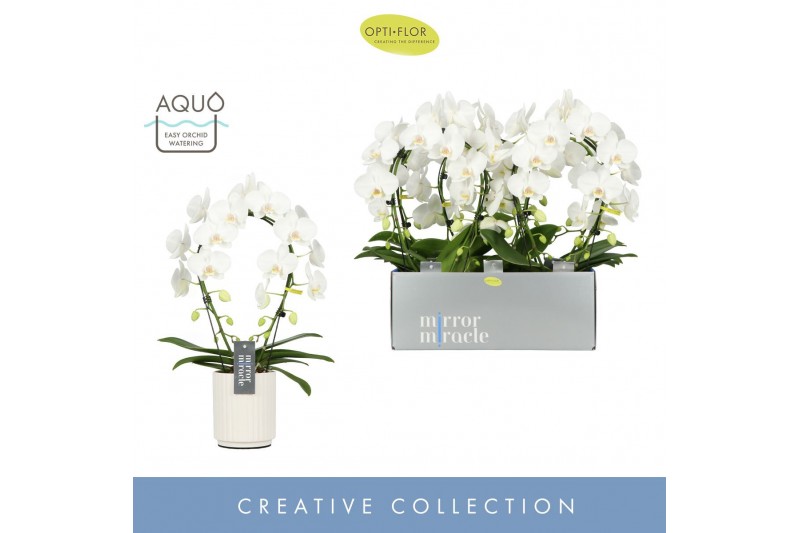 Phalaenopsis mirror miracle aurora wit 2 tak boog in white molise aquo 