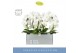 Phalaenopsis mirror miracle aurora wit 2 tak boog in white molise aquo 