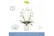 Phalaenopsis mirror miracle aurora wit 2 tak boog in white molise aquo 