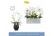 Phalaenopsis anthura madrid Mirror Miracle Aurora in Black Abruzzo 