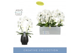 Phalaenopsis anthura madrid Mirror Miracle Aurora in Black Abruzzo