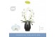 Phalaenopsis anthura madrid Mirror Miracle Aurora in Black Abruzzo 