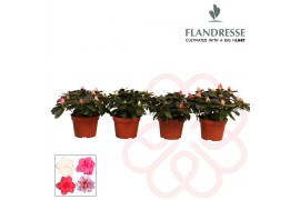 Rhododendron simsii mix Azalea Flandresse®