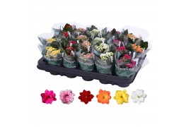 Kalanchoe rosalina mix
