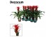 Guzmania calypso 