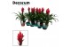 Guzmania patricia 