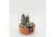 Arrangementen cactus CTCR-2536 Cactus Essentials Terrarium 2 pp 