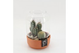 Arrangementen cactus CTCR-2536 Cactus Essentials Terrarium 2 pp