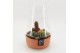 Arrangementen cactus CTCR-2537 Cactus Essentials Terrarium 3 pp 