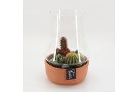 Arrangementen cactus CTCR-2537 Cactus Essentials Terrarium 3 pp