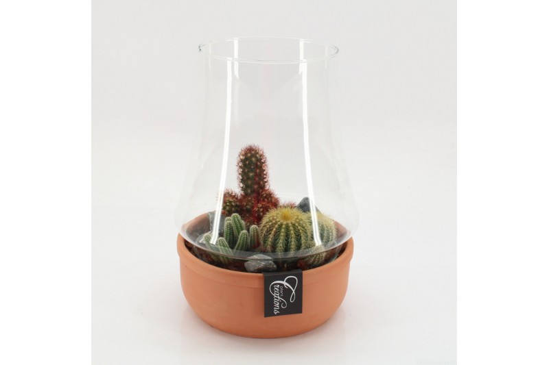 Arrangementen cactus CTCR-2537 Cactus Essentials Terrarium 3 pp Arrangementen cactus CTCR-2537 Cactus Essentials Terrarium 3 pp