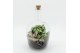 Arrangementen kamerplanten ESCR-2504W Essentials terrarium 2 pp 