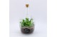 Arrangementen kamerplanten GRCR-2544 Green Essentials Terrarium 3 pp 