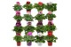 Pelargonium grandiflorum Pelargonium Grandiflorum mix per laag 1 pp 
