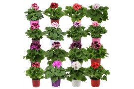 Pelargonium grandiflorum Pelargonium Grandiflorum mix per laag 1 pp