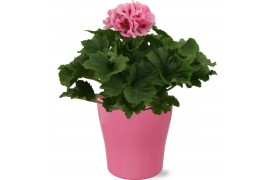 Pelargonium grandiflorum Pelargonium Grandiflorum roze in gekleurd "Bo
