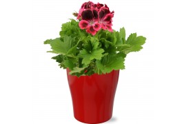 Pelargonium grandiflorum Pelargonium Grandiflorum rood in gekleurd "Bo