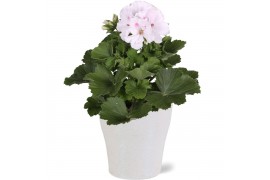Pelargonium grandiflorum Pelargonium Grandiflorum wit in gekleurd "Bom