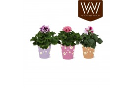 Pelargonium grandiflorum mix Pelargonium in Smartcup Madelief 1 pp 20 