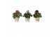 Pelargonium grandiflorum mix Collectie Nature Love Pelargonium Grandif 