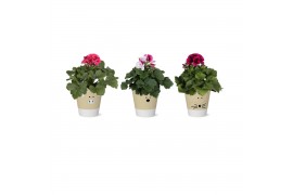 Pelargonium grandiflorum mix Collectie Nature Love Pelargonium Grandif