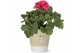 Pelargonium grandiflorum mix Collectie Nature Love Pelargonium Grandif 