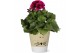 Pelargonium grandiflorum mix Collectie Nature Love Pelargonium Grandif 