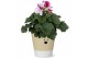 Pelargonium grandiflorum mix Collectie Nature Love Pelargonium Grandif 