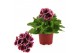 Pelargonium grandiflorum mix Pelargonium Grandiflorum Gemengd (Stadium 