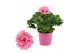 Pelargonium grandiflorum mix Pelargonium Grandiflorum Gemengd (Stadium 