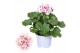 Pelargonium grandiflorum mix Pelargonium Grandiflorum Gemengd (Stadium 