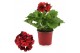 Pelargonium grandiflorum mix Pelargonium Grandiflorum Gemengd (Stadium 