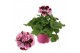 Pelargonium grandiflorum mix Pelargonium Grandiflorum Gemengd (Stadium 