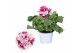 Pelargonium grandiflorum mix Pelargonium Grandiflorum Gemengd (Stadium 