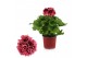 Pelargonium grandiflorum mix Pelargonium Grandiflorum Gemengd (Stadium 