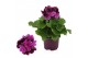 Pelargonium grandiflorum mix Pelargonium Grandiflorum Gemengd (Stadium 