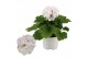 Pelargonium grandiflorum mix Pelargonium Grandiflorum Gemengd (Stadium 