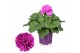 Pelargonium grandiflorum mix Pelargonium Grandiflorum Gemengd (Stadium 