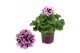 Pelargonium grandiflorum mix Pelargonium Grandiflorum Gemengd (Stadium 