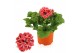 Pelargonium grandiflorum mix Pelargonium Grandiflorum Gemengd (Stadium 