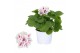 Pelargonium grandiflorum mix Pelargonium Grandiflorum Gemengd (Stadium 