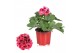 Pelargonium grandiflorum mix Pelargonium Grandiflorum Gemengd (Stadium 