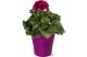 Pelargonium grandiflorum Pelargonium Grandiflorum paars in gekleurd "B 