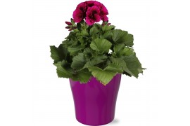 Pelargonium grandiflorum Pelargonium Grandiflorum paars in gekleurd "B