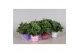 Pelargonium grandiflorum mix Pelargonium Grandiflorum Gemengd (Stadium 