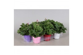 Pelargonium grandiflorum mix Pelargonium Grandiflorum Gemengd (Stadium