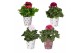 Pelargonium grandiflorum mix Pelargonium in Smartcup Nickie 1 pp 20 cm 