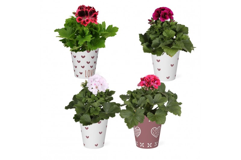 Pelargonium grandiflorum mix Pelargonium in Smartcup Nickie 1 pp 20 cm 