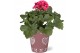 Pelargonium grandiflorum mix Pelargonium in Smartcup Nickie 1 pp 20 cm 