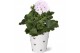 Pelargonium grandiflorum mix Pelargonium in Smartcup Nickie 1 pp 20 cm 